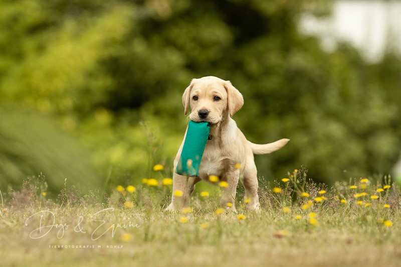 Labrador Welpe Labdack mit Dummy