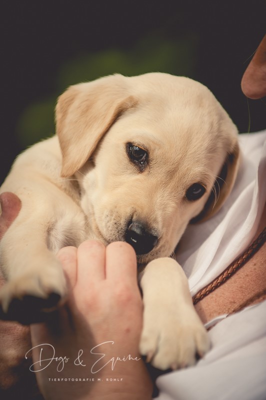 Labrador aus dem Sauerland, Iserlohn Labdack