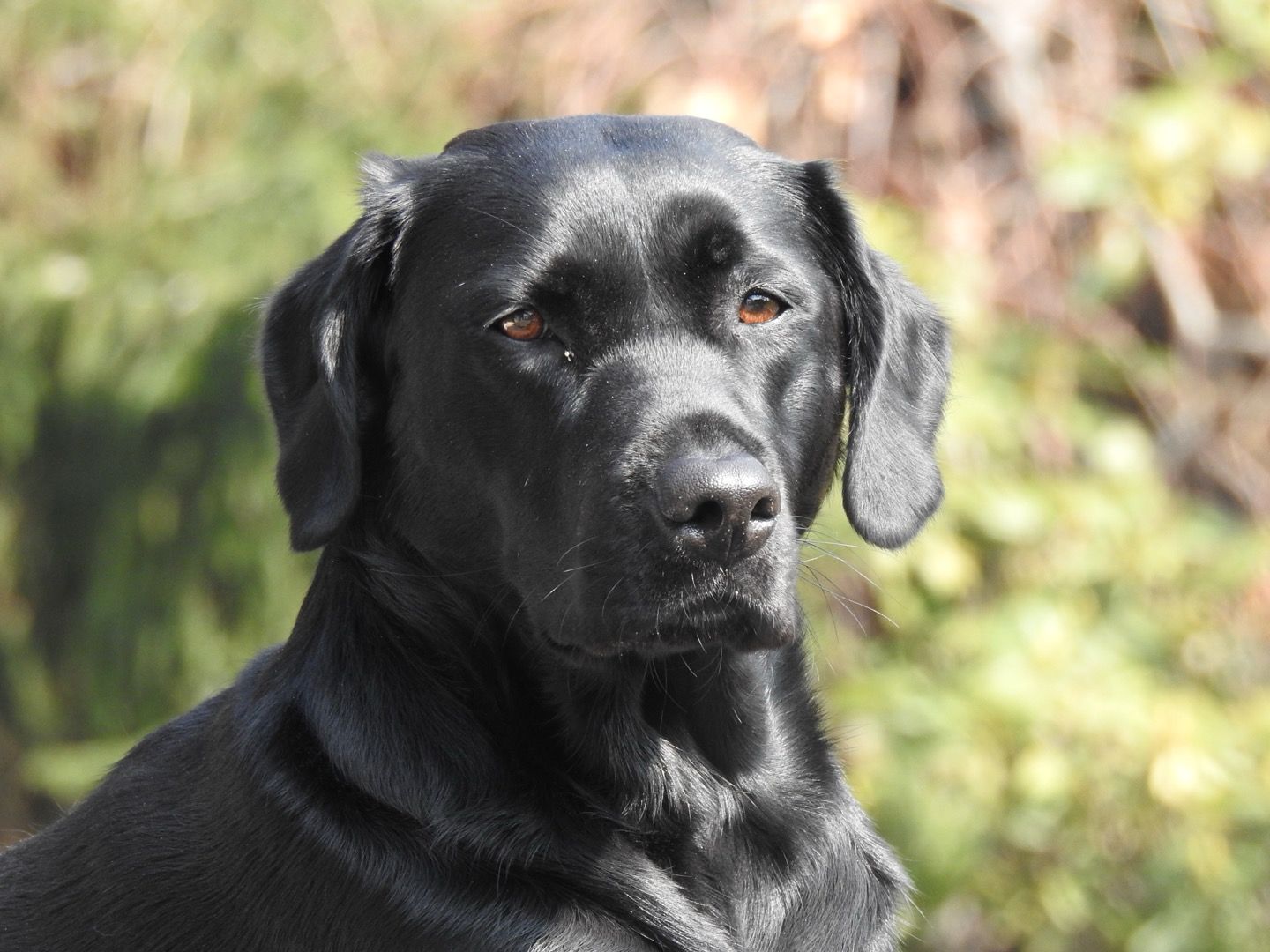 Labradorhündin Alma von der Eichelberger Heide