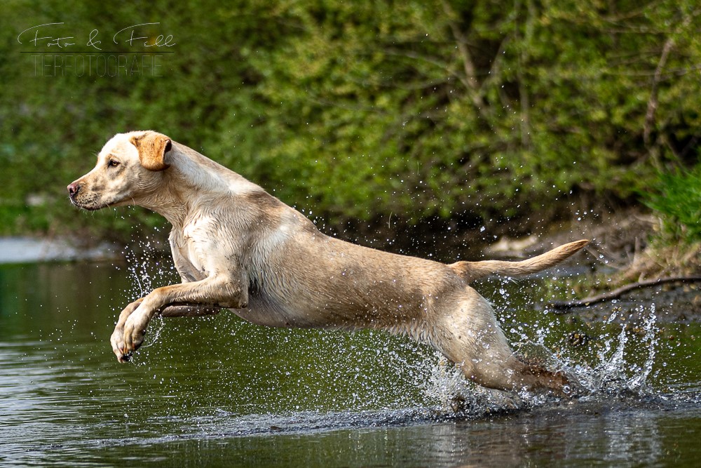 Labradorhündin Cäthe von der Eichelberger Heide